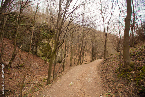 Road in a forest in Dolina Będkowska,  Jura Krakowsko-Częstochowska, Poland