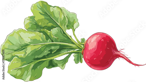 Vibrant Radish with Red Root and Leafy Greens - Fresh Flat Vector Illustration