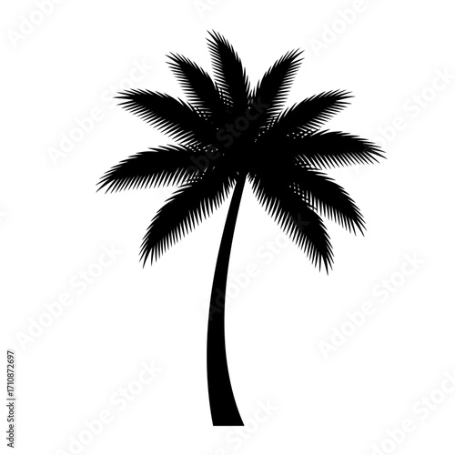 silhouette of palm tree