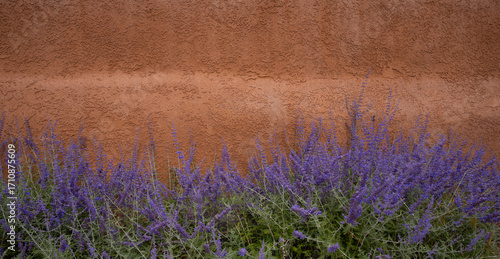 purple russian sage flowers blooming against rust colored adobe house exterior wall in Santa Fe New Mexico USA horizontal travel outdoor floral background backdrop banner or wallpaper  room for type 