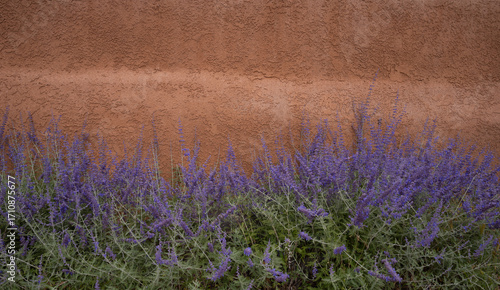 purple lavender or russian sage flowers blooming against rust colored adobe house exterior wall in Santa Fe New Mexico USA horizontal travel outdoor floral background backdrop banner room for type 