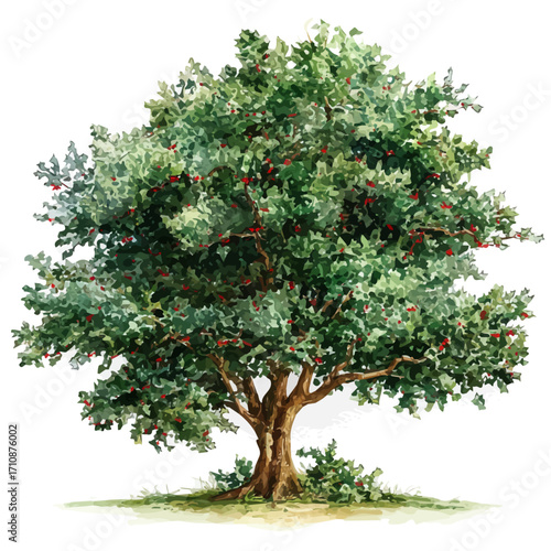 Holly Tree in watercolor style, vector illustration, isolated on white background.