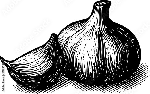 Retro Lying Garlic Bulb Horizontal Vector Art