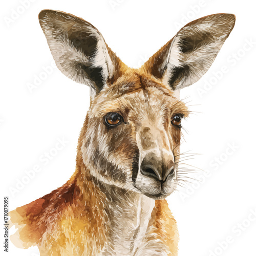 Watercolor vector illustration of Kangaroo, isolated on white background.