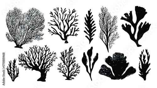 Hand Drawn Set of Corals and Seaweed Silhouettes for Underwater Design Inspiration