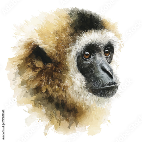 Gibbon, watercolor painting, vector illustration, isolated on a white background.