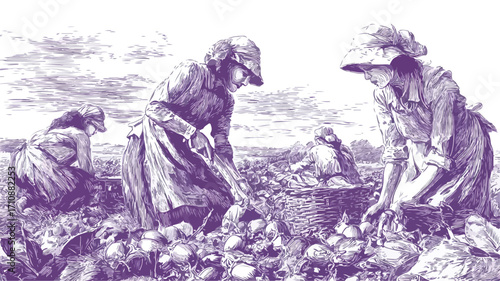 Dedicated Women Harvesting Eggplants Outdoors
