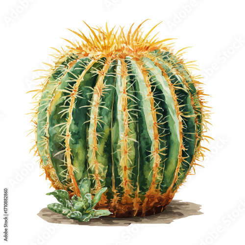 Watercolor vector illustration of Golden Barrel Cactus, isolated on white background.