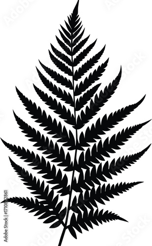 fern leaf isolated on white