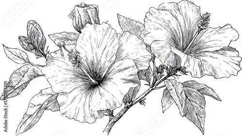 Vintage Woodcut Engraved Hibiscus Flowers - Botanical Floral Illustration