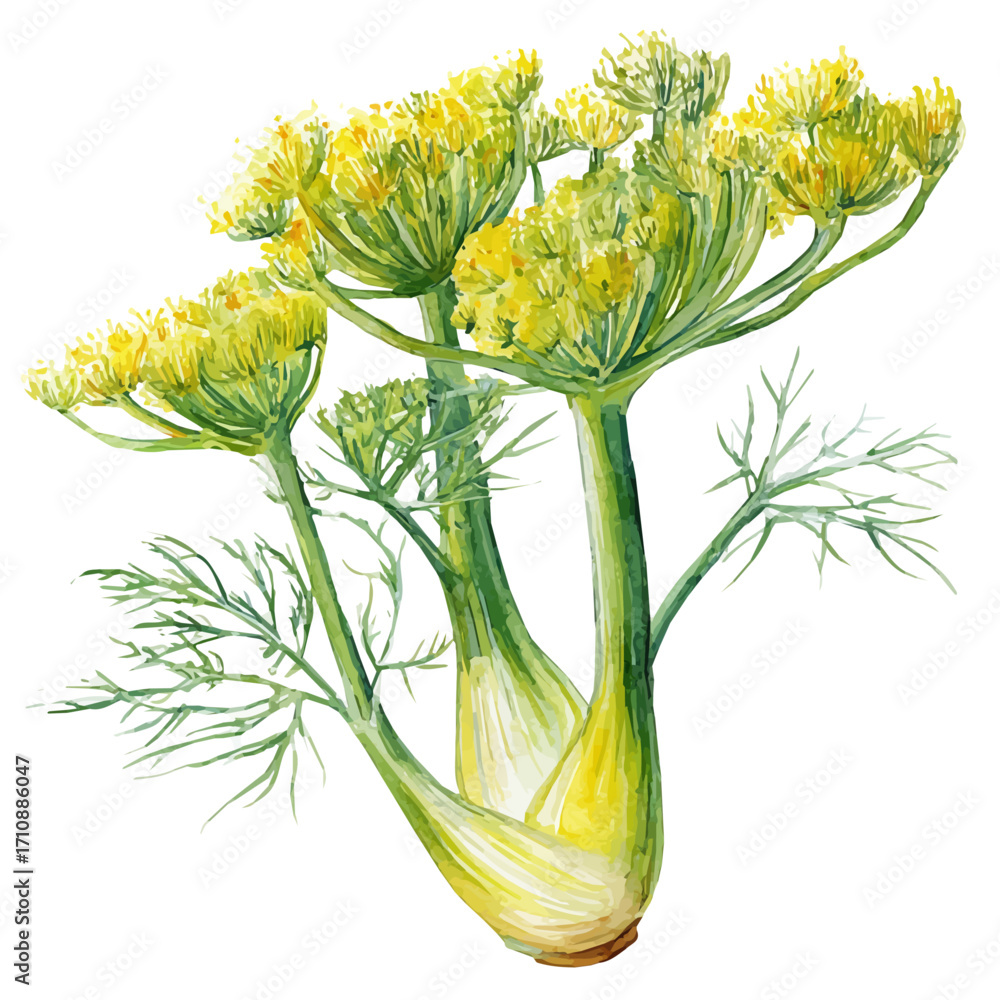 Obraz premium Fennel, watercolor painting, vector illustration, isolated on a white background.