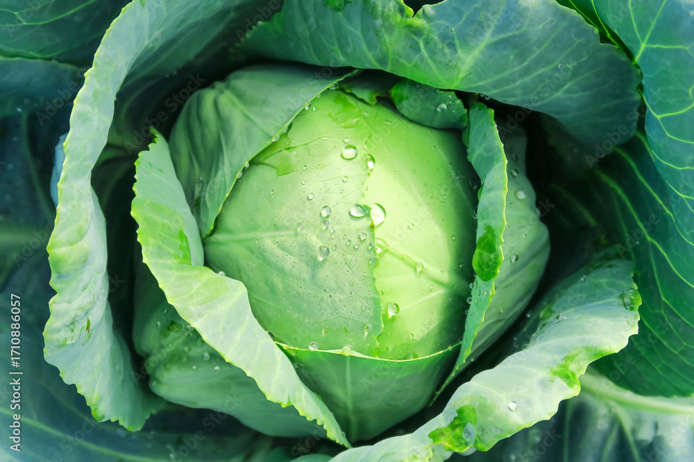 Fototapeta premium Fresh Green Cabbage Head with Water Droplets