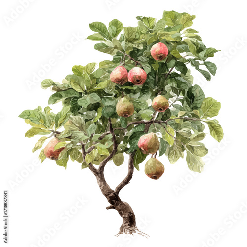 Guava Tree, watercolor painting, vector illustration, isolated on a white background.