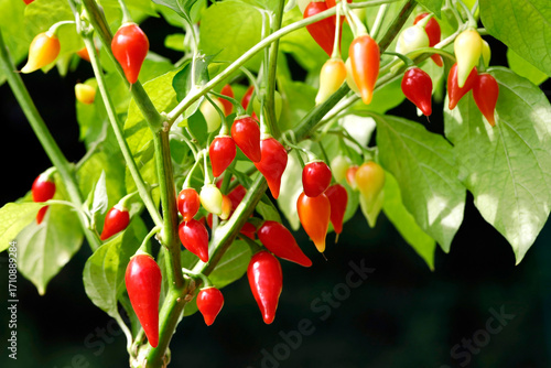 red biquinho peppers, capsicum chinense hang on plant against dark background, close up of mild chili peppers in tear drop shape