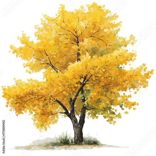 A watercolor painting of Ginkgo Tree, vector illustration on white background.
