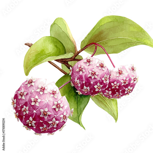 Hoya in watercolor style, vector illustration, isolated on white background.