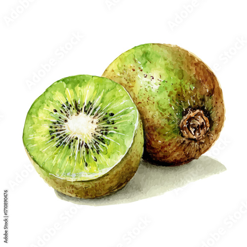 Kiwi, watercolor painting, vector illustration, isolated on a white background.