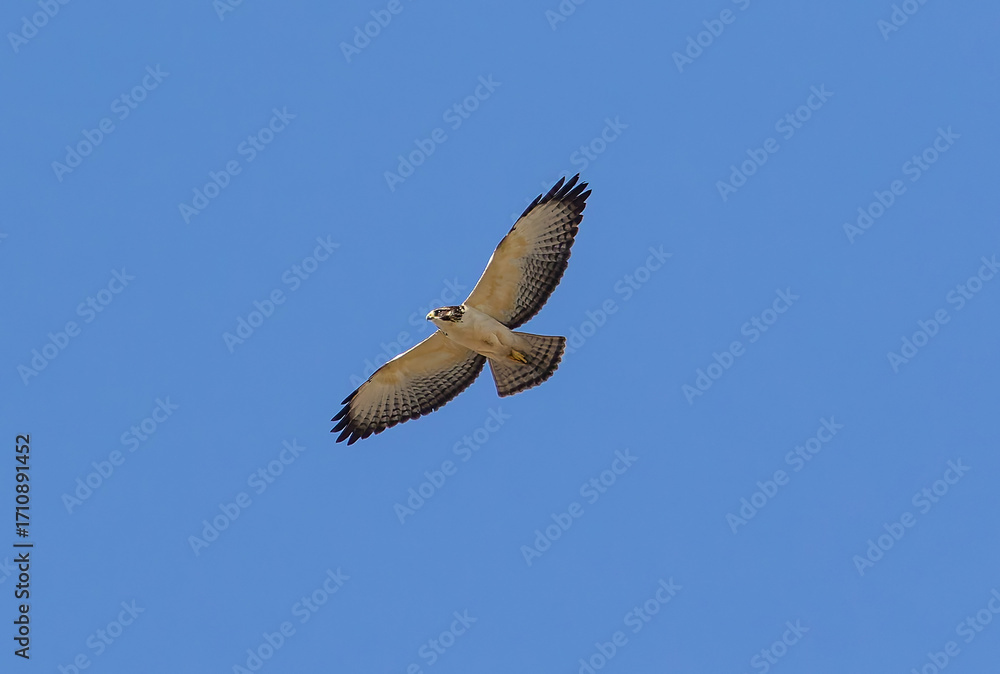 Obraz premium hawk in flight