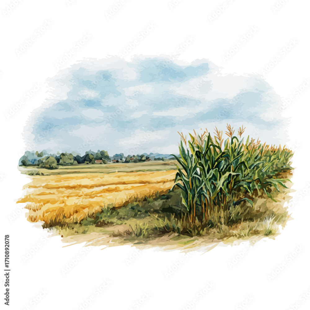 Fototapeta premium Cornfield, watercolor painting, vector illustration, isolated on a white background.