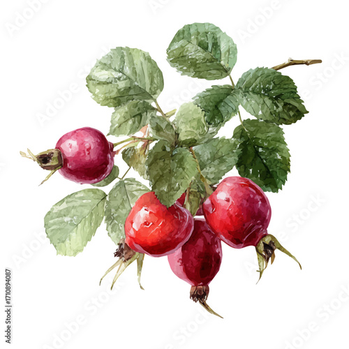 A watercolor painting of Dog Rose Hip, vector illustration on white background.