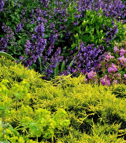 purple flowers in the garden