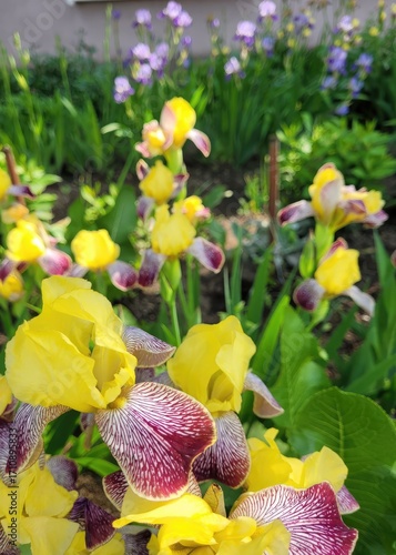 irises flowers
