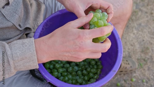 Man is manually removing stems from grapes, putting berries in a bucket, the part of a process of making wine at home. Close up