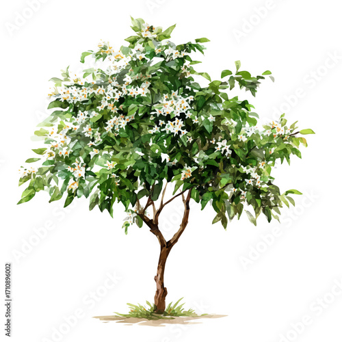 Jasmine Tree in watercolor style, vector illustration, isolated on white background.