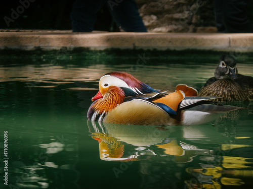 Pato mandarín, con plumaje vibrante, nadando en aguas verdes 