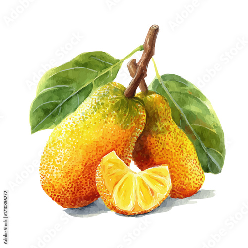 A watercolor painting of Jackfruit, vector illustration on white background.