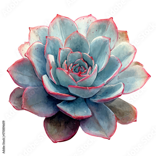 Echeveria in watercolor style, vector illustration, isolated on white background.