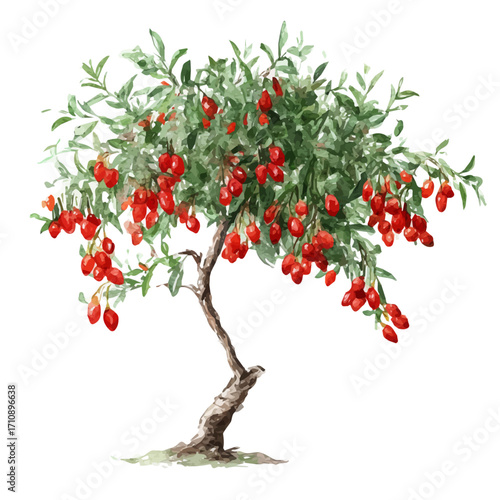 A watercolor painting of Goji Berry Tree, vector illustration on white background.
