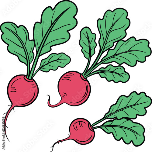 vector illustration of radish