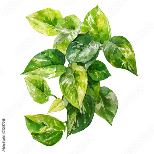 A watercolor painting of Jade Pothos, vector illustration on white background.
