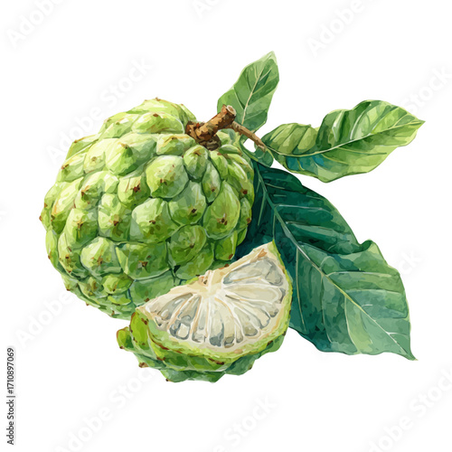 Watercolor vector illustration of Custard Apple, isolated on white background.