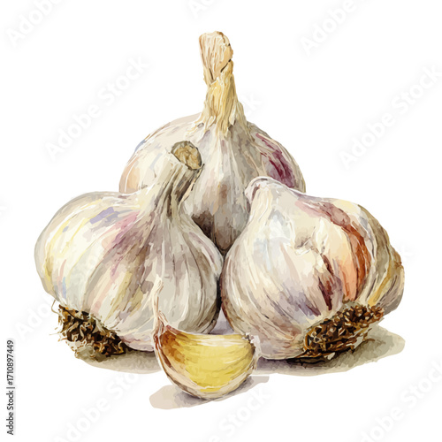 Garlic, watercolor painting, vector illustration, isolated on a white background.