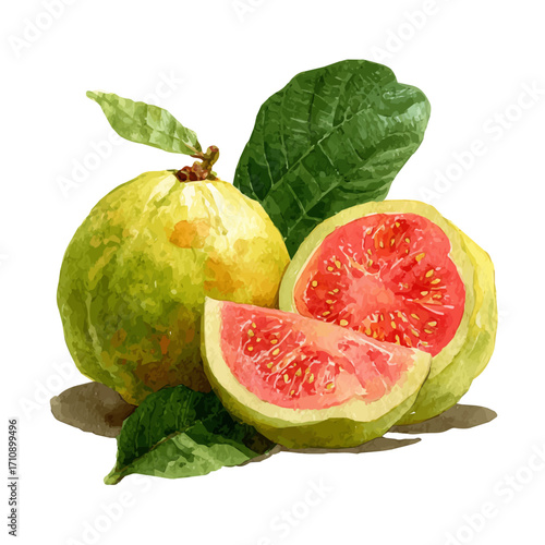 Guava in watercolor style, vector illustration, isolated on white background.