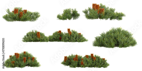 set of Banksia plants on transparent background