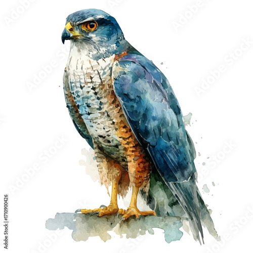 Goshawk, watercolor painting, vector illustration, isolated on a white background.