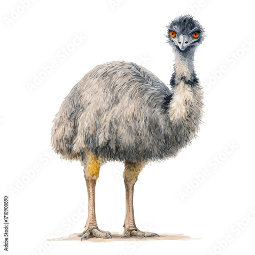 A watercolor painting of Emu, vector illustration on white background.