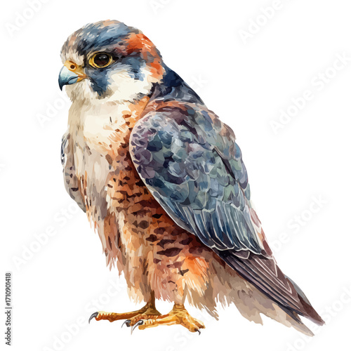 Falcon, watercolor painting, vector illustration, isolated on a white background.
