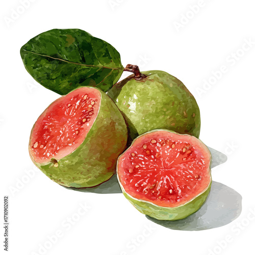 Guava in watercolor style, vector illustration, isolated on white background.