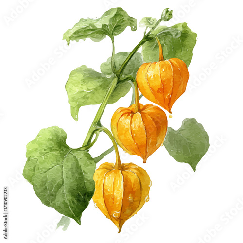 Goldenberry Physalis Coffee in watercolor style, vector illustration, isolated on white background.