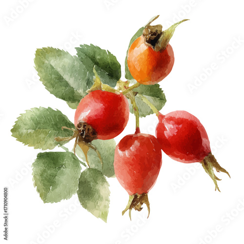 A watercolor painting of Dog Rose Hip, vector illustration on white background.