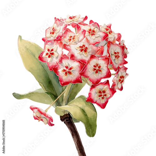 Hoya in watercolor style, vector illustration, isolated on white background.