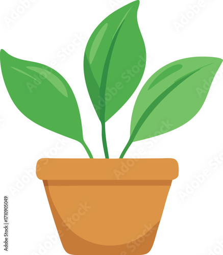 Small potted houseplant with lush green leaves isolated on white