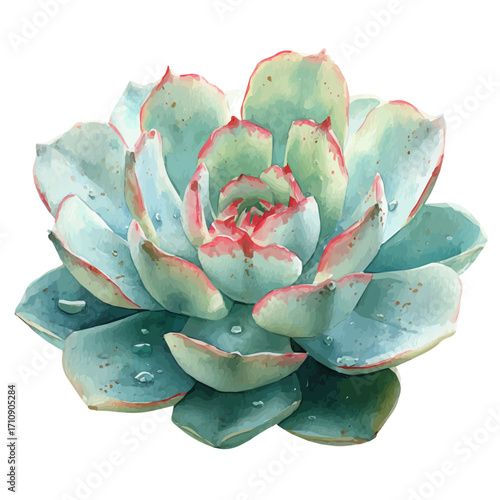 Watercolor vector illustration of Echeveria, isolated on white background.
