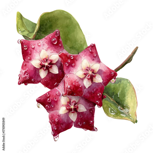 Hoya, watercolor painting, vector illustration, isolated on a white background.