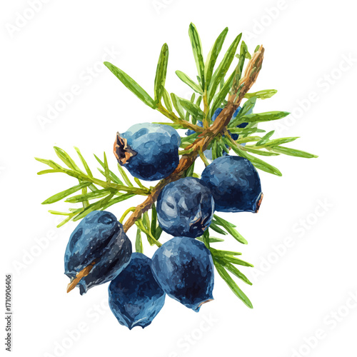 Juniper Berry, watercolor painting, vector illustration, isolated on a white background.