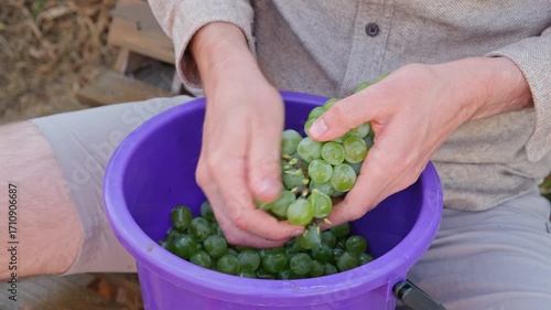 Cropped shot of a man manually destemming grapes, putting berries in a bucket. The part of a process of making wine at home. Close up